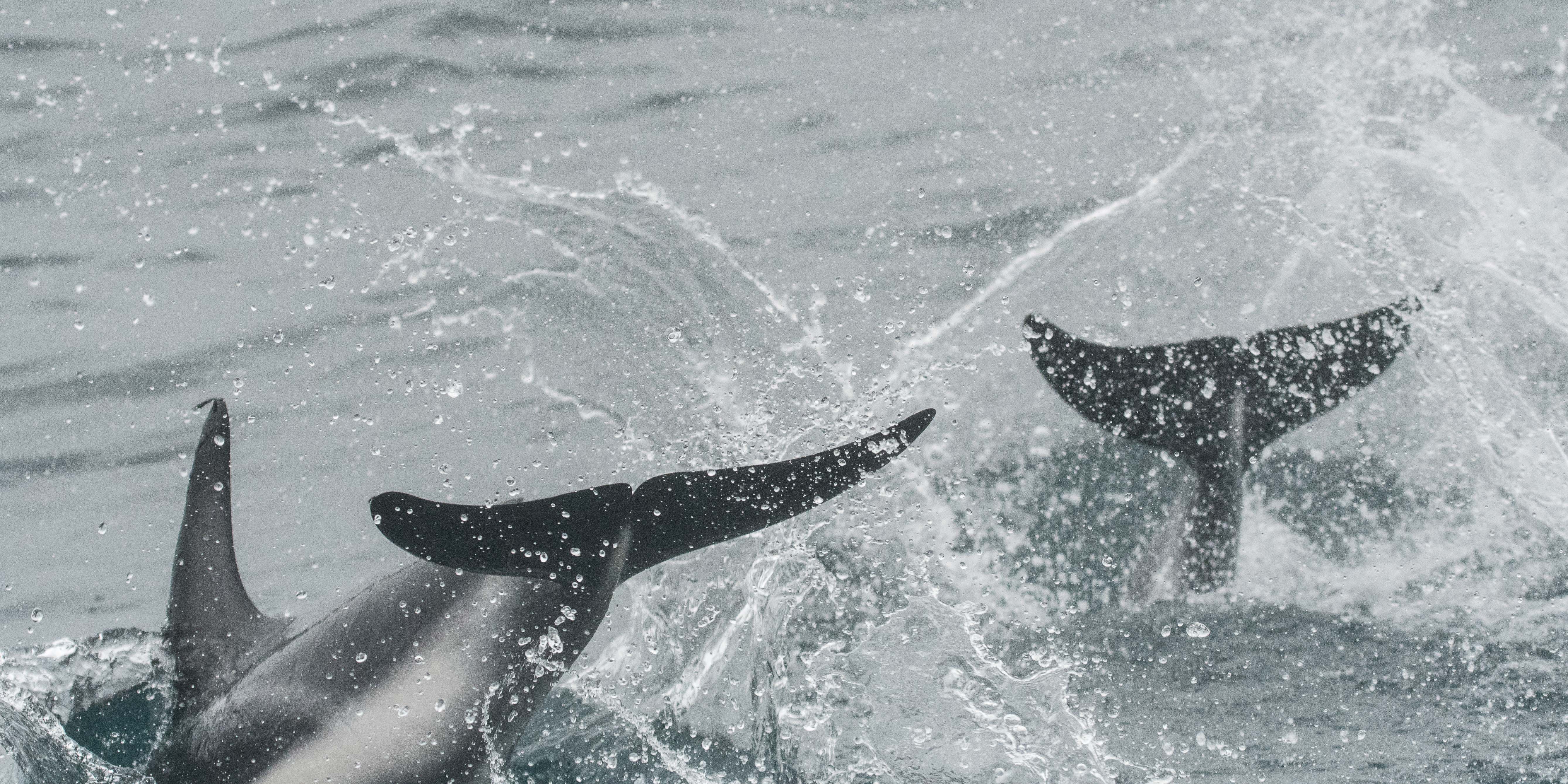 Dauphins sombres ou obscurs, ou Dauphin de Gray (Dusky dolphin, Lagenorhynchus obscurus obscurus), Walvis bay, Dorob National Park, Namibie.